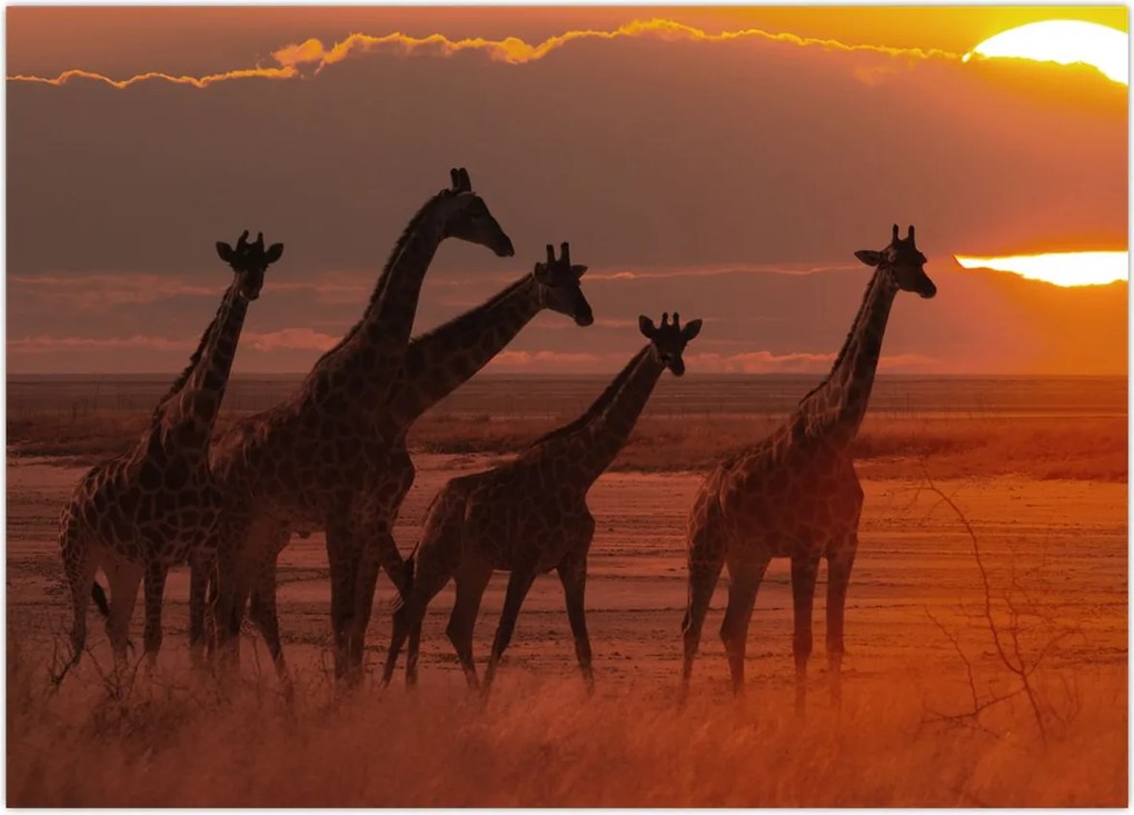 Tablou - Girafe în savana africană (70x50 cm)