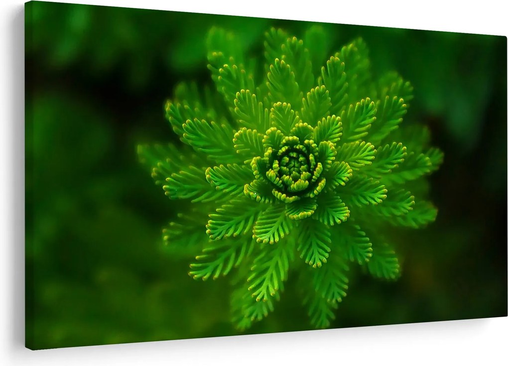 Tablou cu coniferi (90x60 cm)