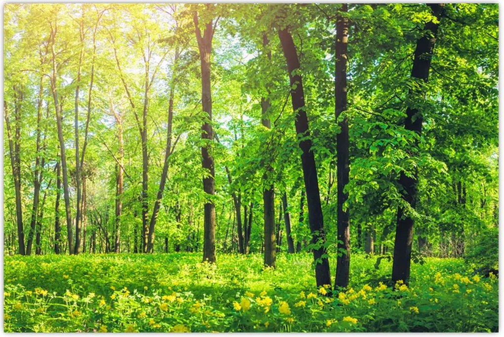 Tablou - Pădurea cu frunze de primăvară (90x60 cm)