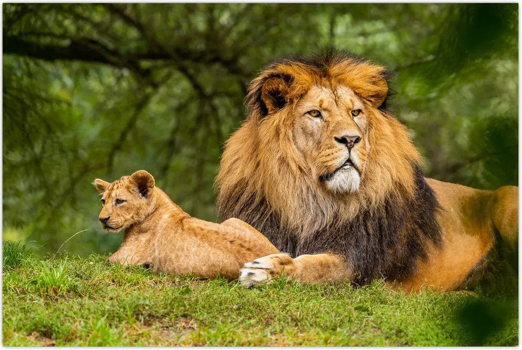 Tablou cu lei (90x60 cm)