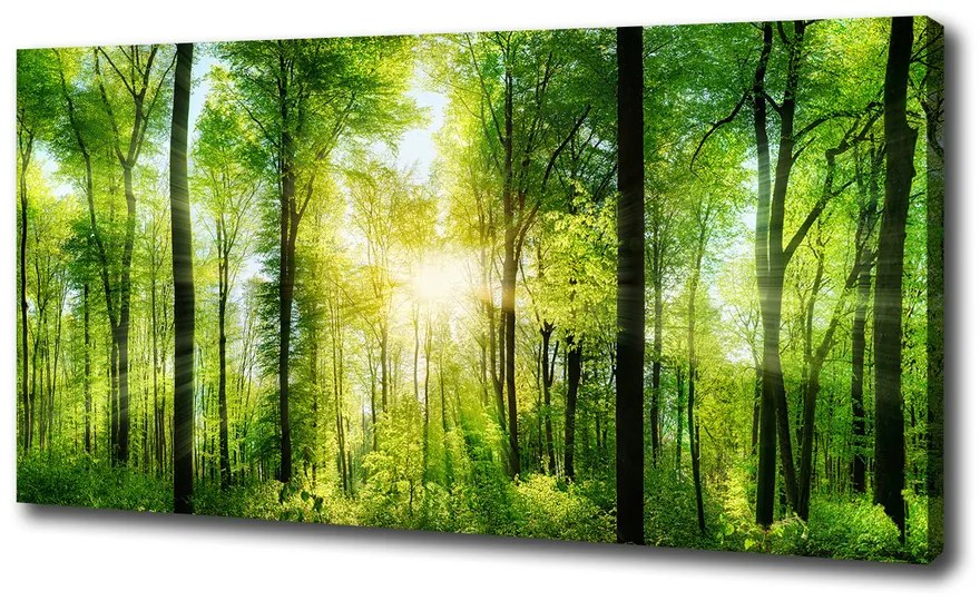 Tablou canvas Pădurea în soare