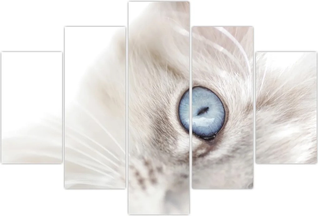 Tablou - Pisica cu ochi albaștri (150x105 cm)