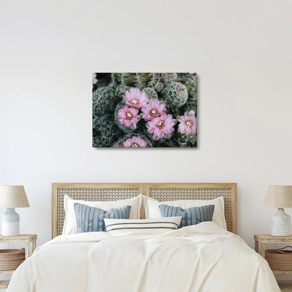 Tablou floare de cactus (70x50 cm)