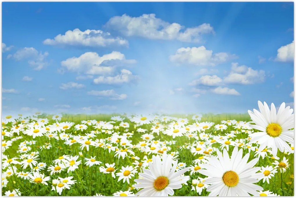 Tablou cu luncă înflorită cu margarete (90x60 cm)