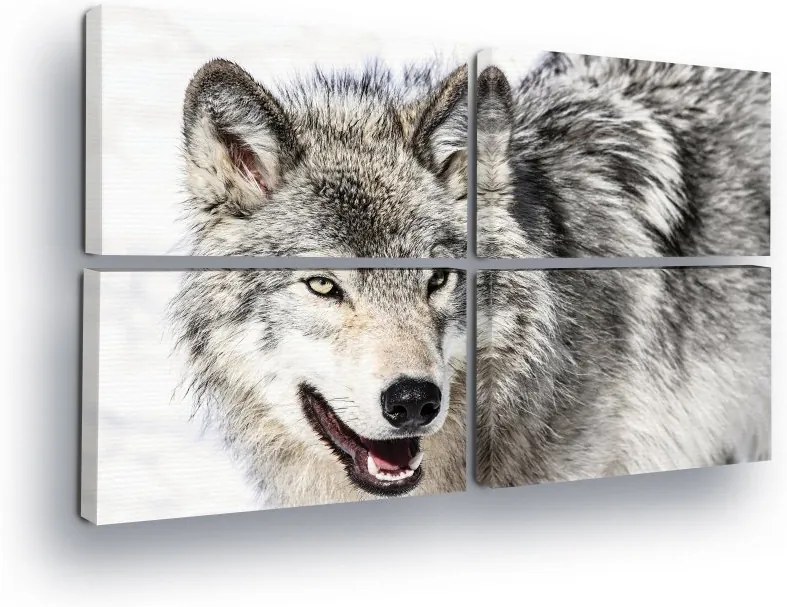 GLIX Tablou - Wild Wolf II 4 x 60x40 cm