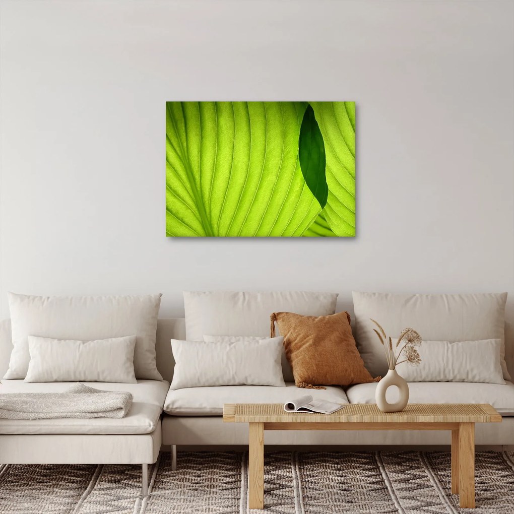 Tablou - Detaliu de frunză verde (70x50 cm)