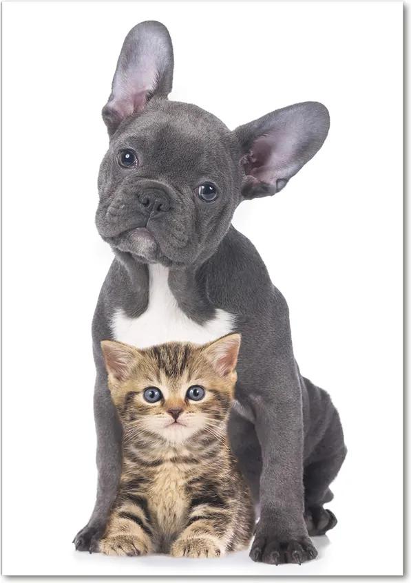 Tablou acrilic Câine și pisică