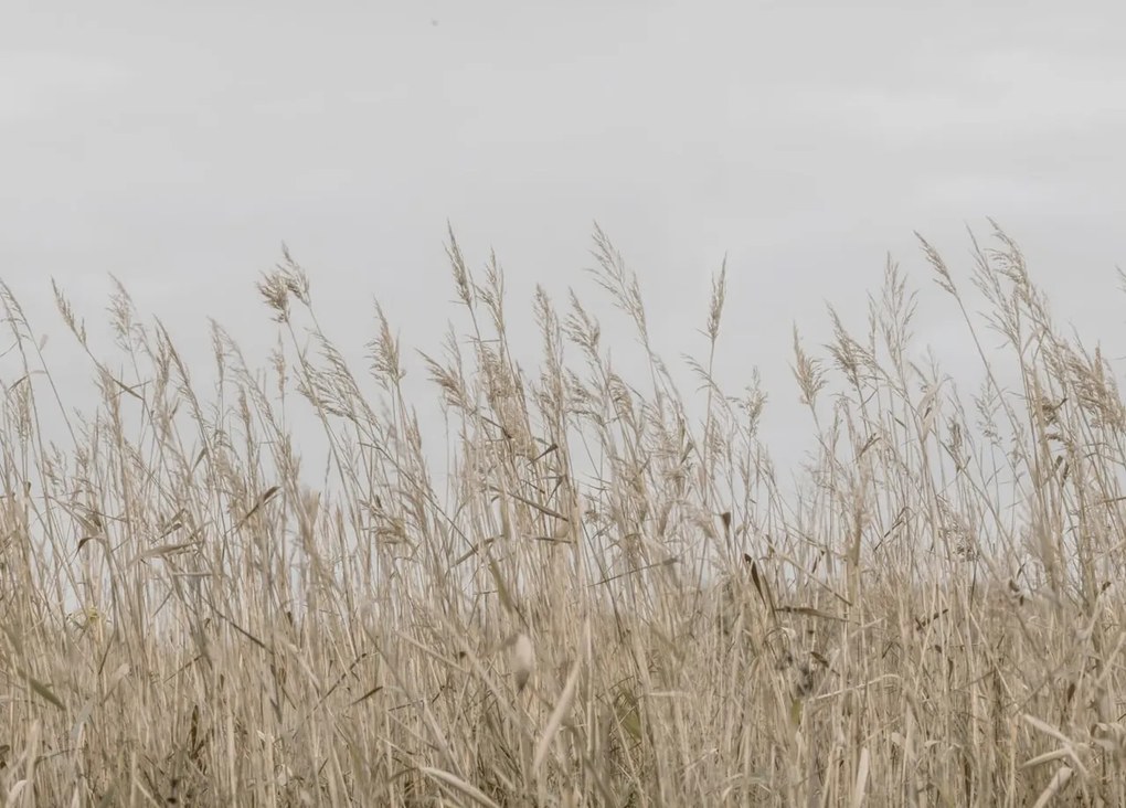 Tapet Reed Meadow, Beige, Rebel Walls