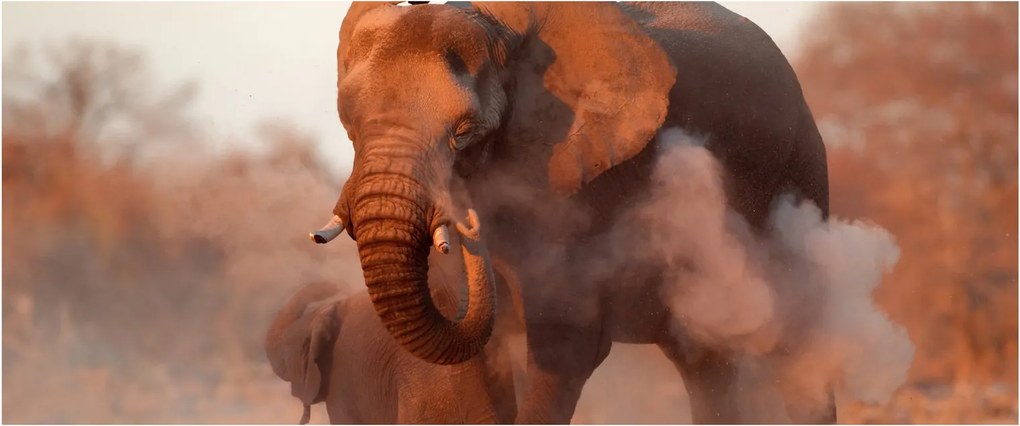 Tablou - Marele elefant african (120x50 cm)