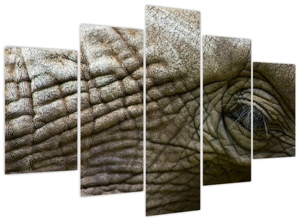 Tablou - Prim-planul ochiului de elefant vechi (150x105 cm)
