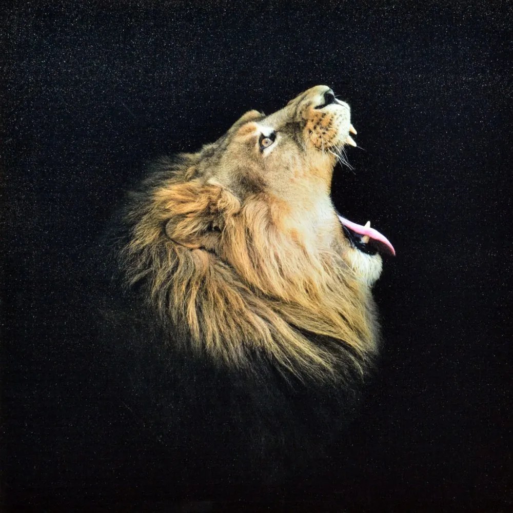 Falc Tablou pe pânză - Lion scream, 70x70 cm