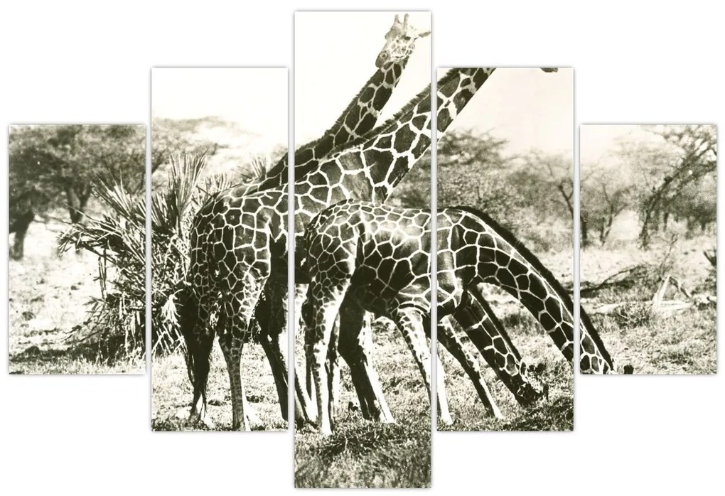 Tablou - Girafe, de epocă (150x105 cm)