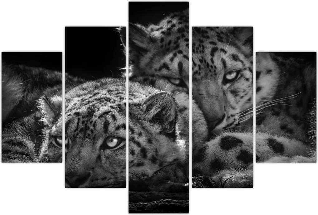 Tablou - Gheparzi care se odihnesc (150x105 cm)