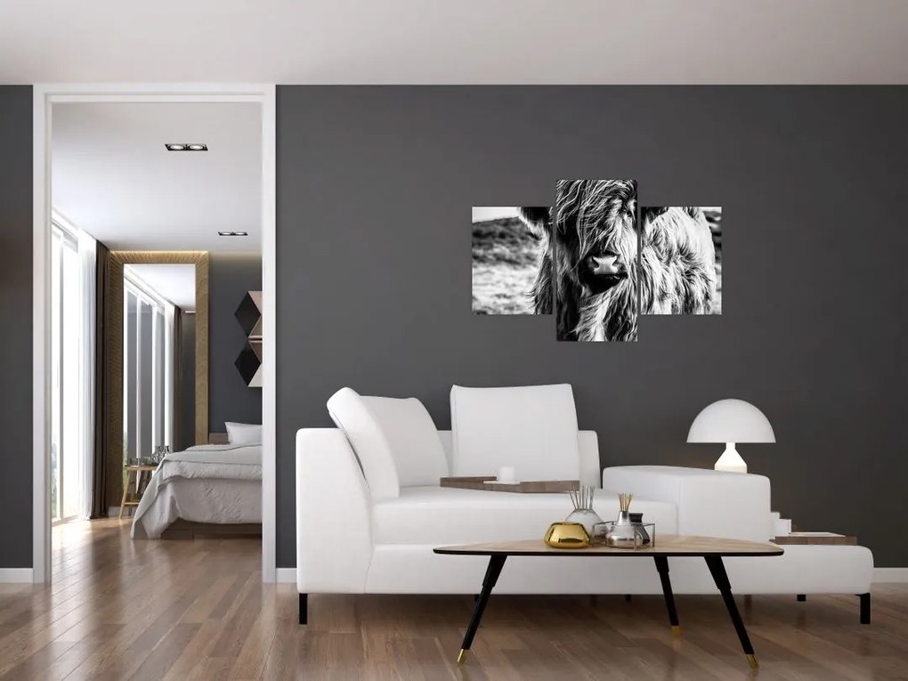 Tablou - Highland - vacă scoțiană (90x60 cm)