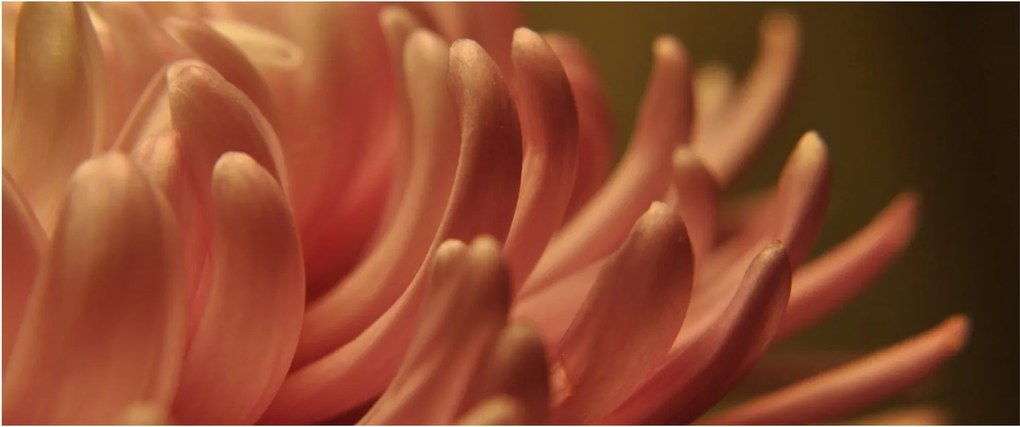Tablou cu detailu florii (120x50 cm)