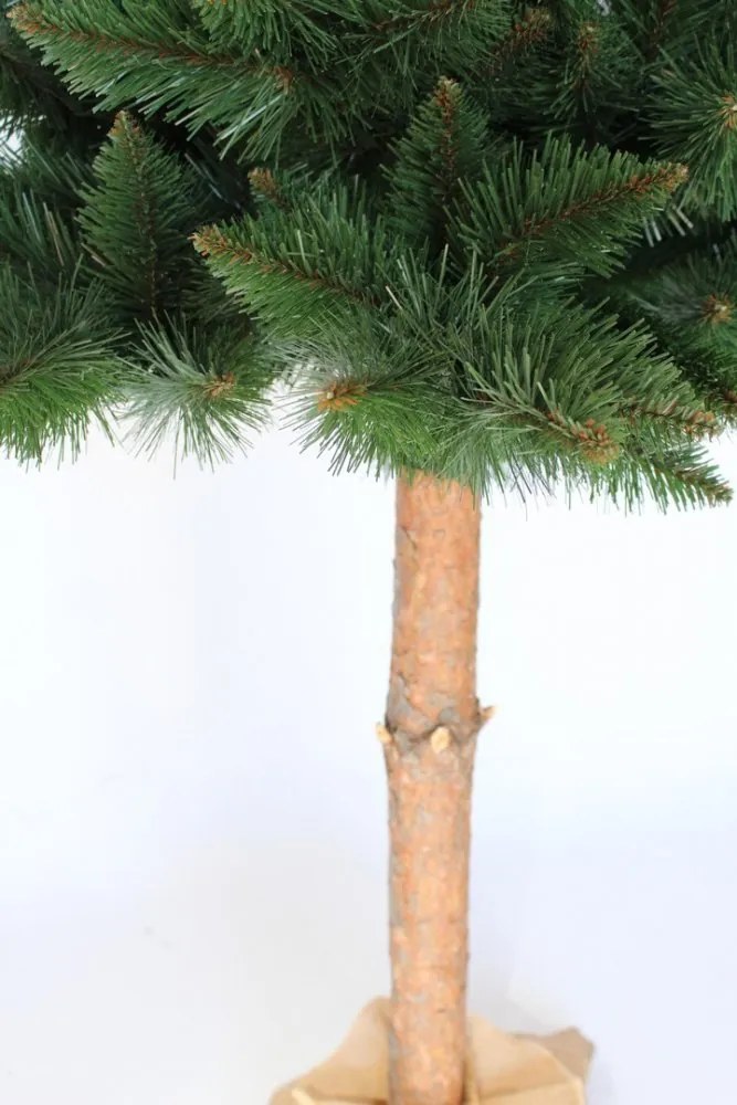 Brad de Crăciun de Himalaya, pin cu trunchi 220 cm
