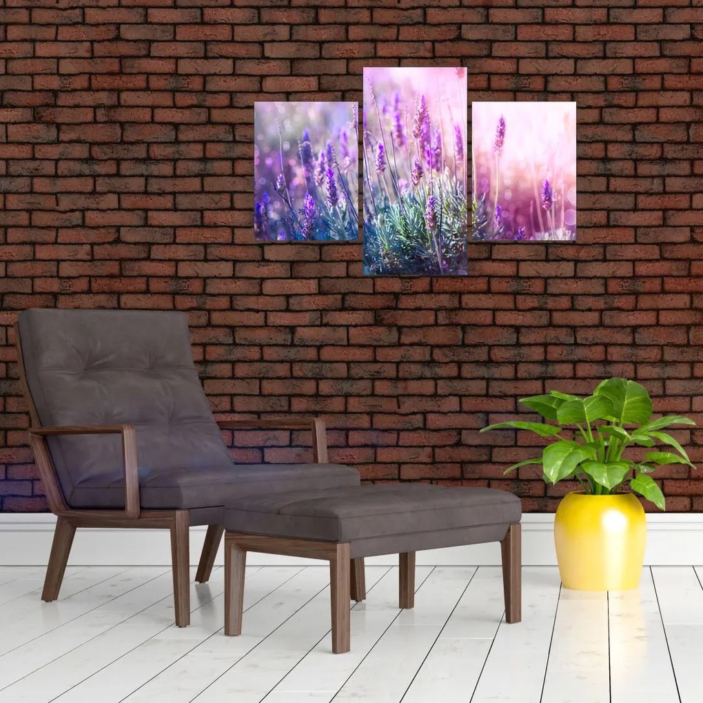 Tablou - Lavandă în strălucirea soarelui (90x60 cm)