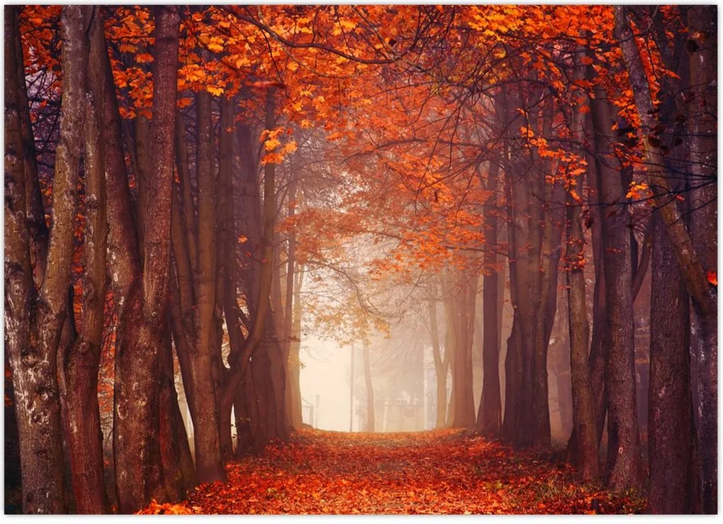 Tablou - Pădurea de toamnă (70x50 cm)