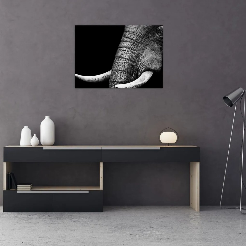 Tablou pe sticlă - Colți de elefant (70x50 cm)