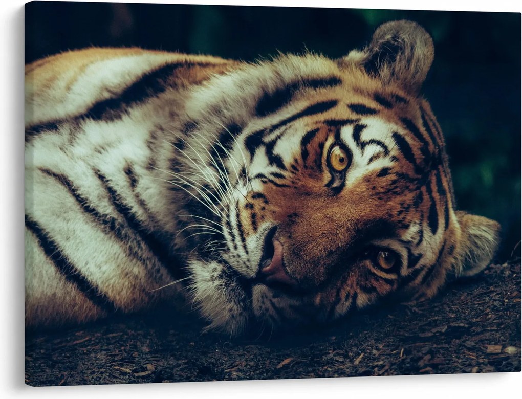 Tablou - Tigrul Siberian (70x50 cm)