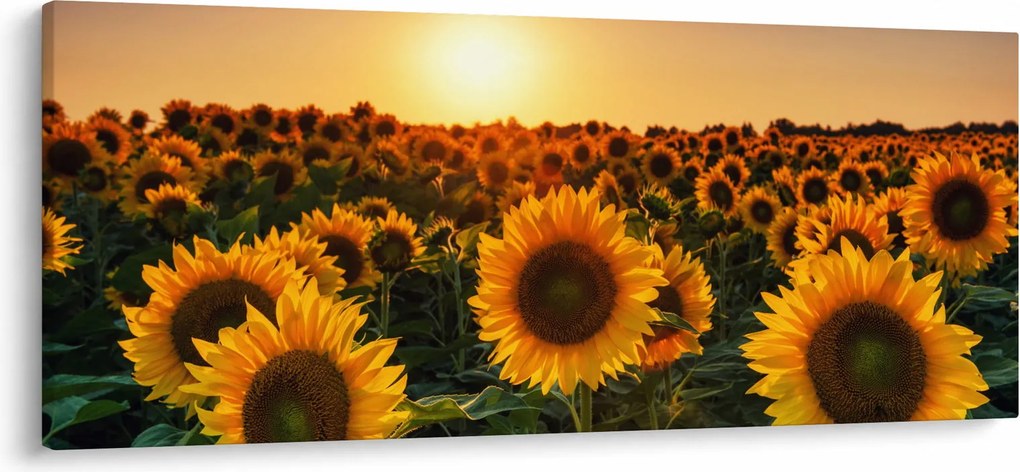Tablou - Floarea soarelui (120x50 cm)