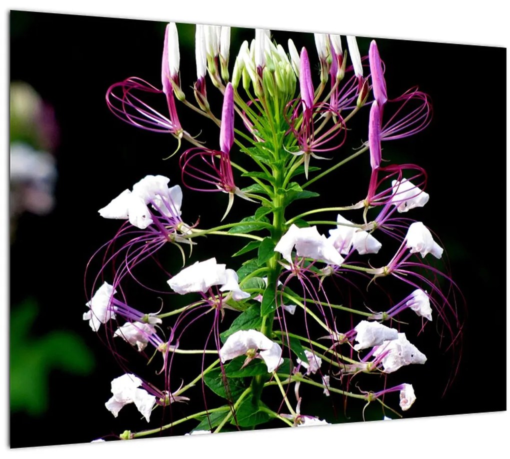 Tablou cu floare (70x50 cm)