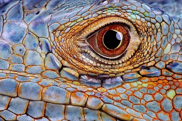 Fotografie Iguana (Iguana iguana) eye, close-up, Hans Strand