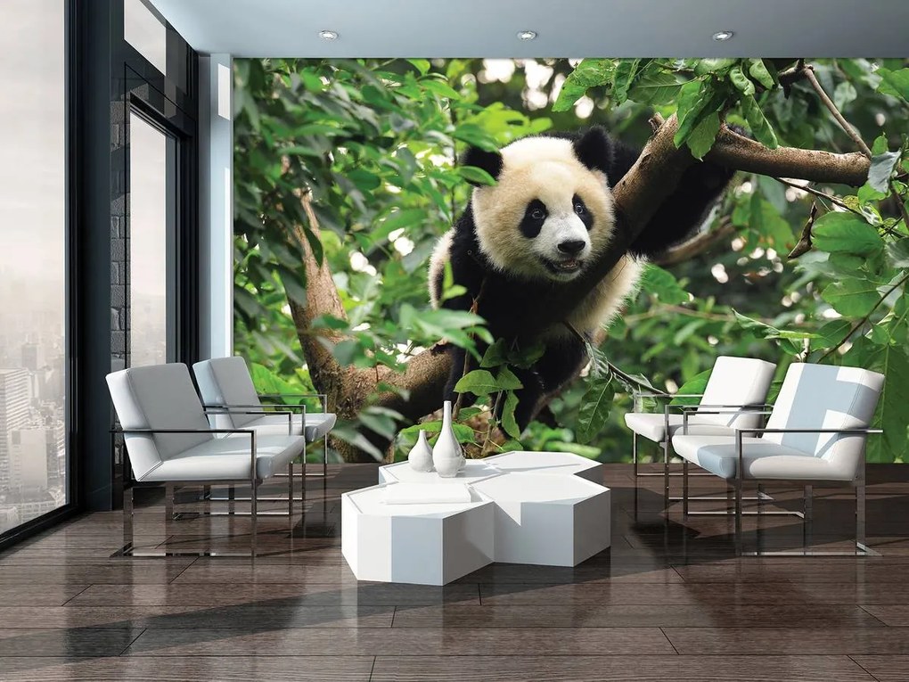 Fototapet - Panda (254x184 cm)