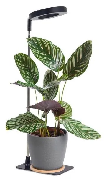 Lampă de birou LED reglabilă pentru cultivarea plantelor VERDI LED/5W/5V 1300K neagră