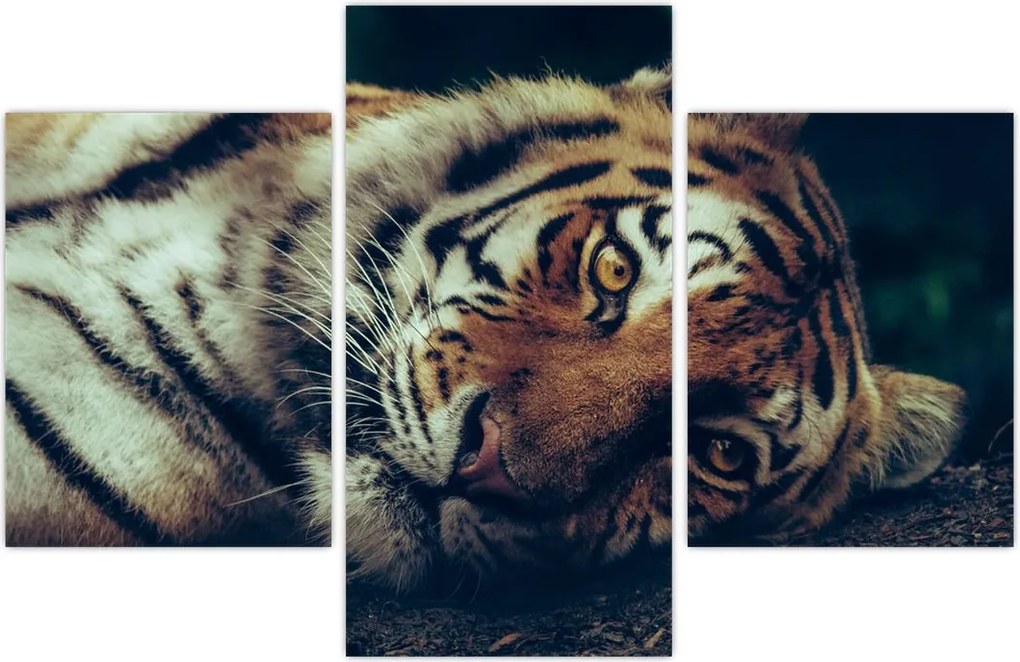 Tablou - Tigrul Siberian (90x60 cm)