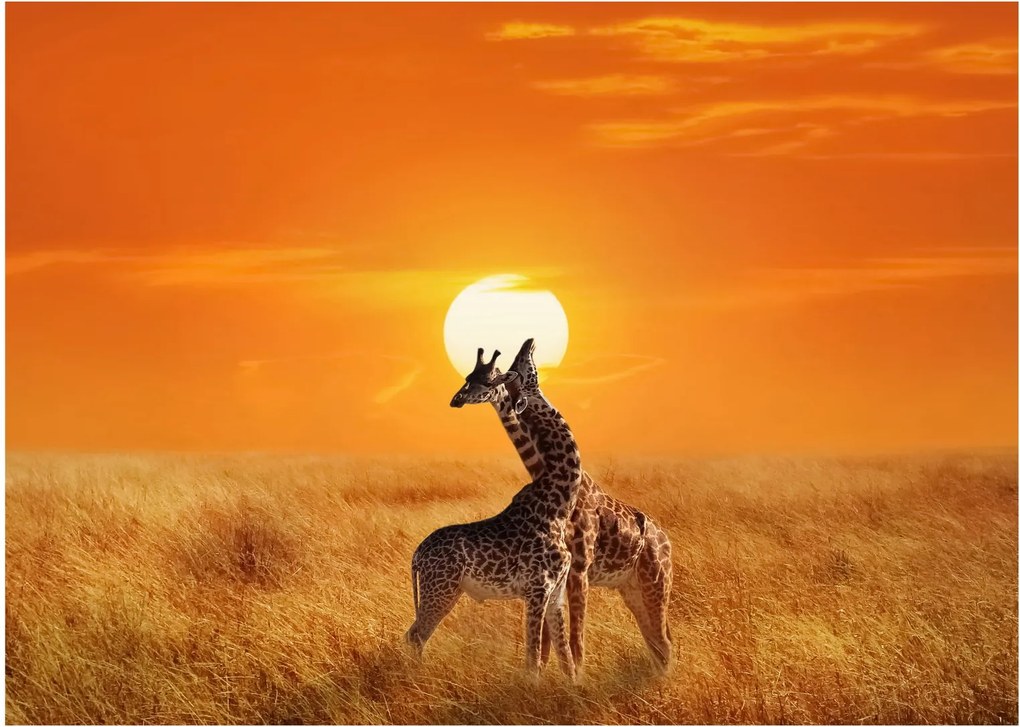 Tablou pe sticlă - Girafe în Parcul Național Serengeti (70x50 cm)