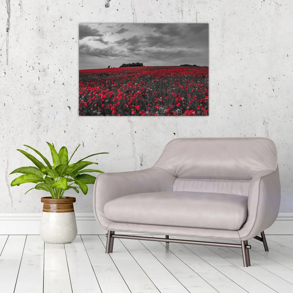 Tablou cu maci (70x50 cm)