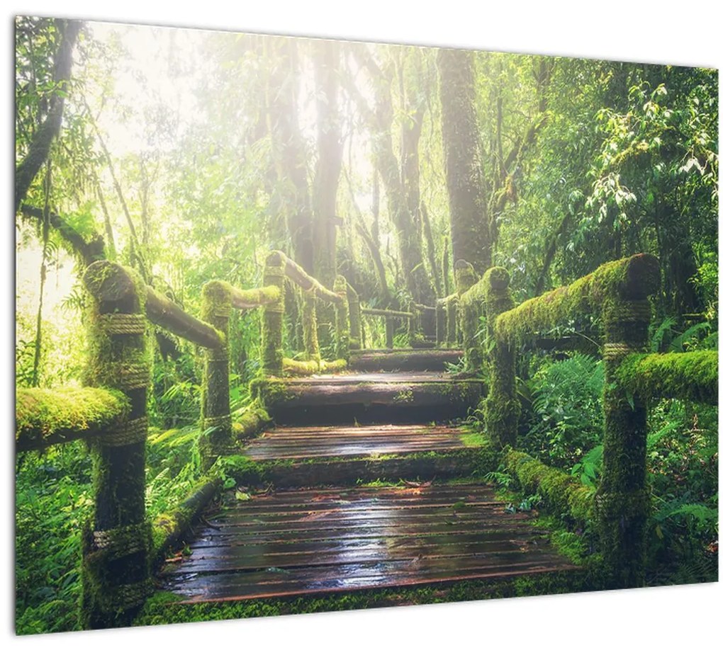 Tablou pe sticlă - trepte din lemn în pădure (70x50 cm)