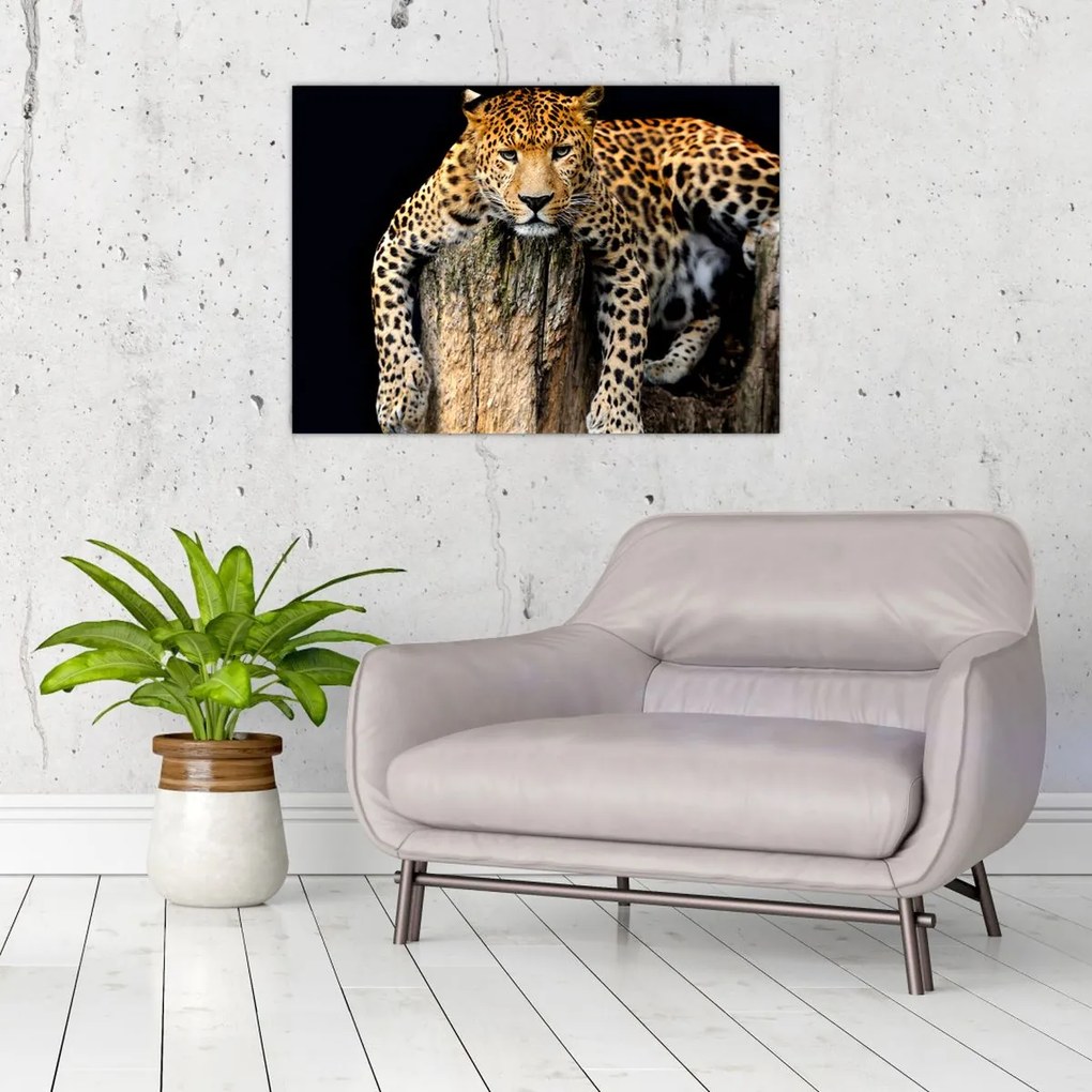 Tablou pe sticlă - Ghepard (70x50 cm)