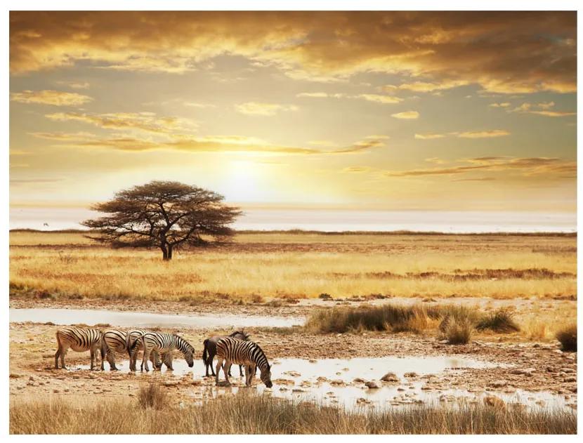 Fototapet - African zebras around watering hole