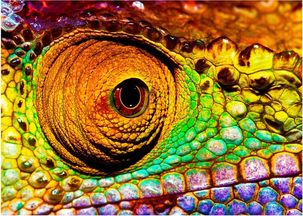 Tablou - Cameleon (70x50 cm)