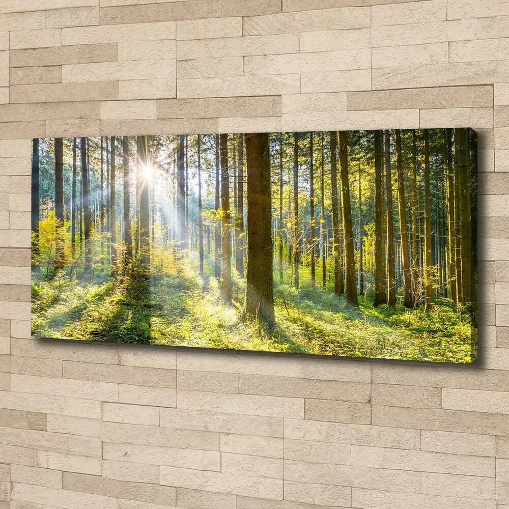 Tablou canvas Pădurea în soare