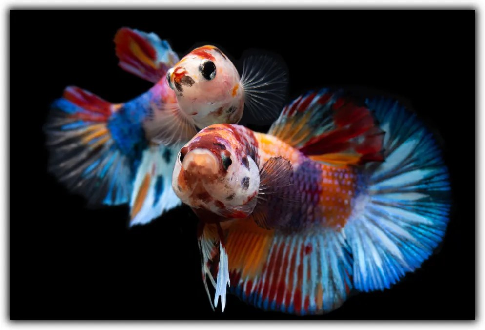 Tablou modern pe panou - fancy koi fish