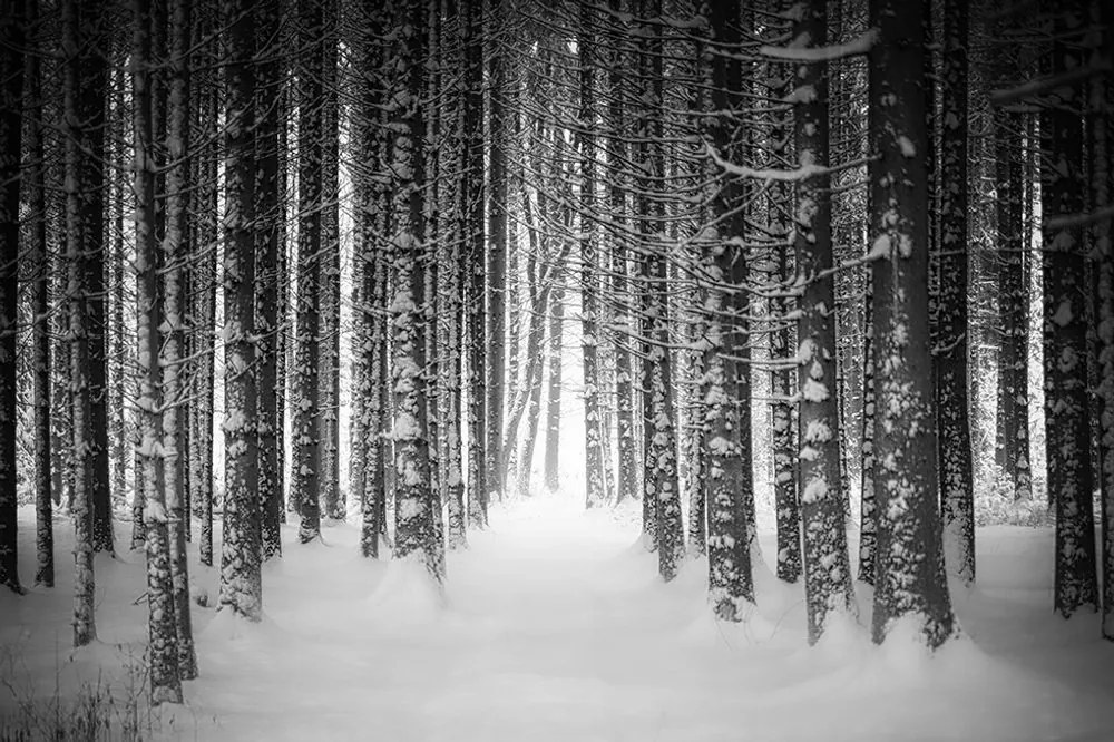 Fototapet pădure acoperită cu zăpadă în alb-negru