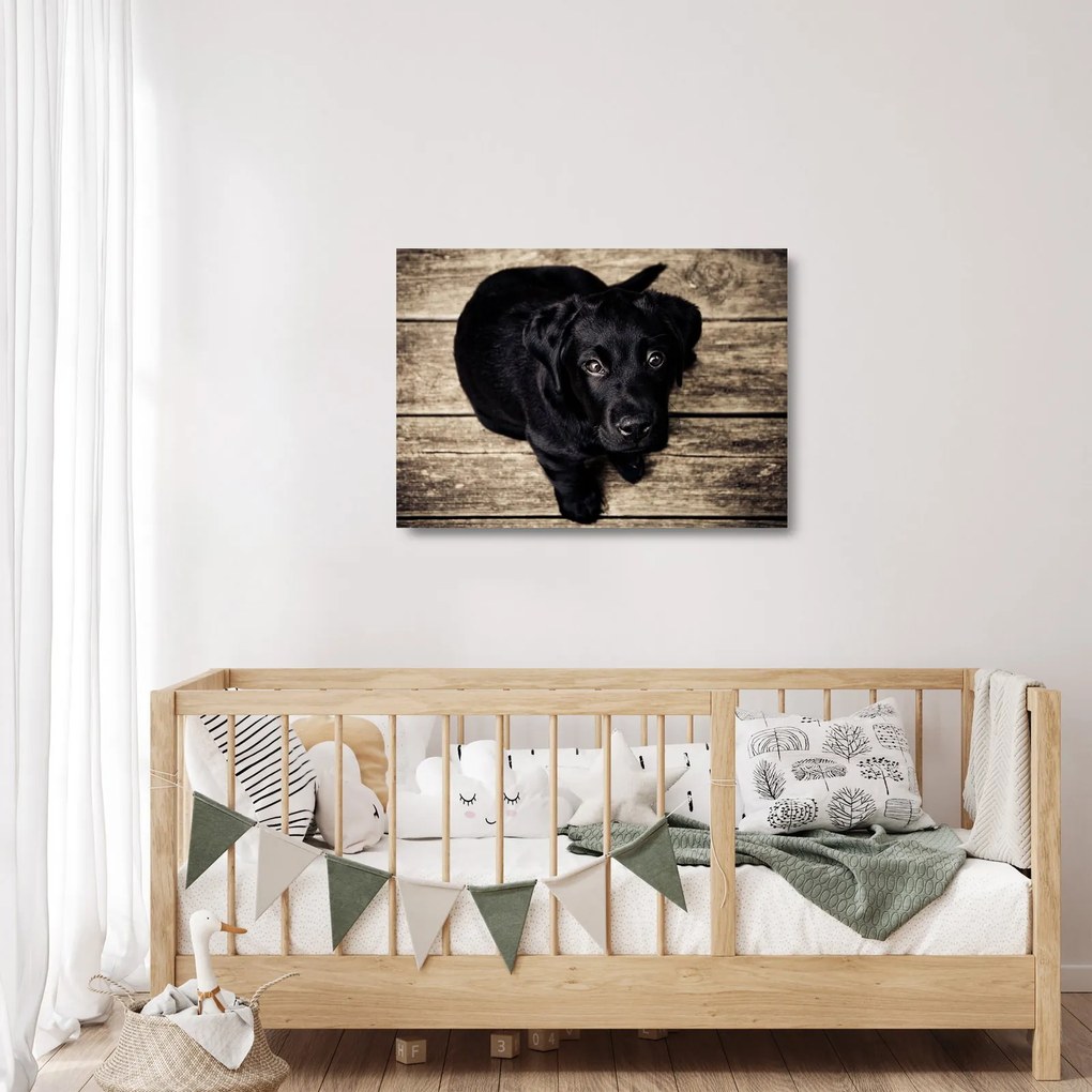 Tablou pe sticlă cu cățeluș negru (70x50 cm)