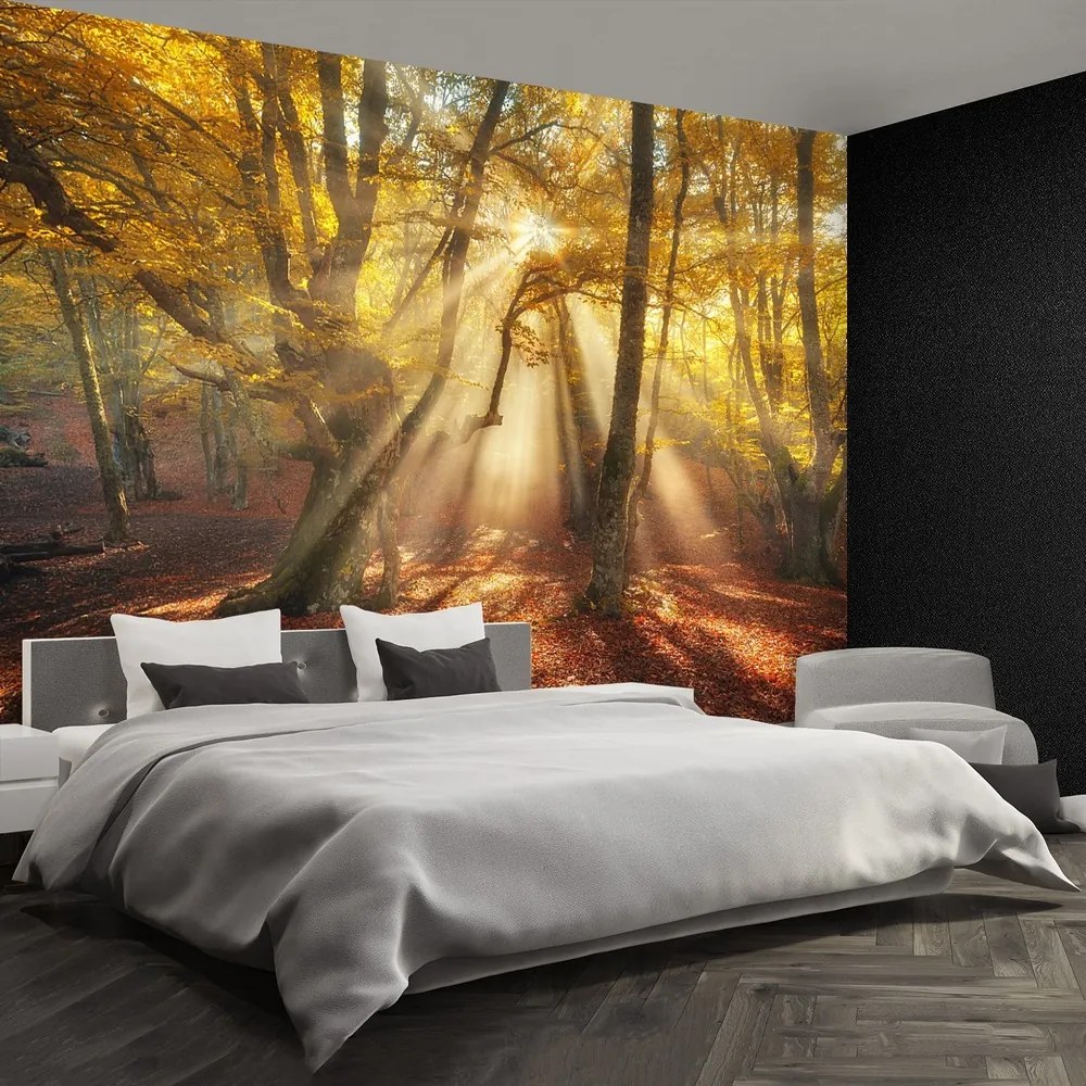 Fototapet Magic Forest
