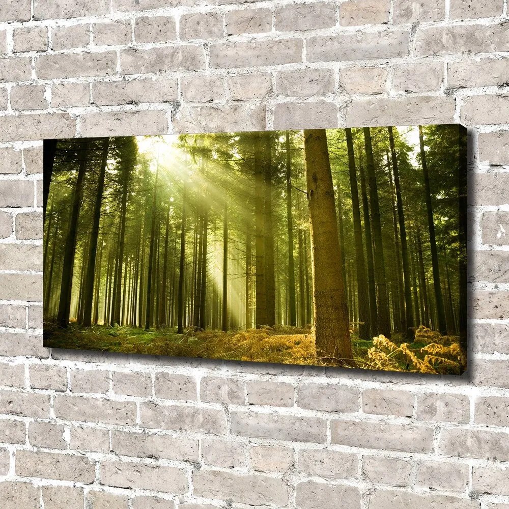 Print pe canvas O pădure de pini