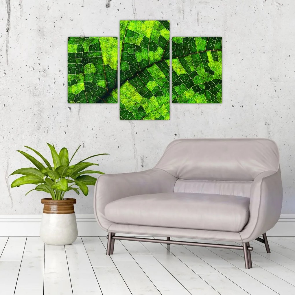 Tablou - Detaliu frunze (90x60 cm)