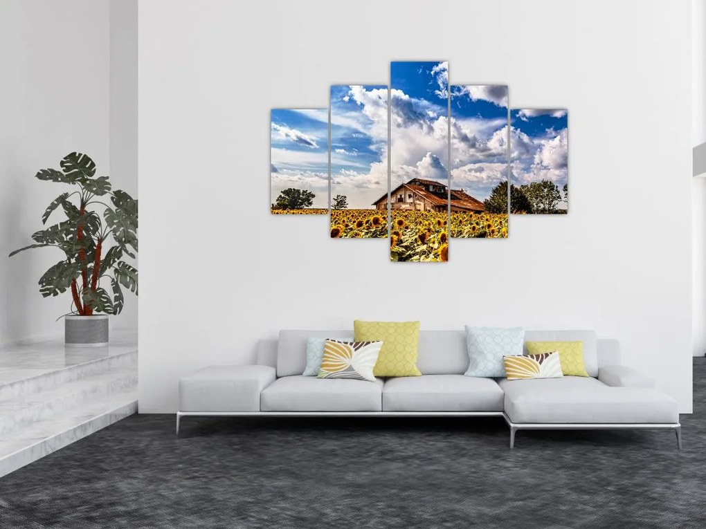 Tablou cu câmp de floarea soarelui (150x105 cm)