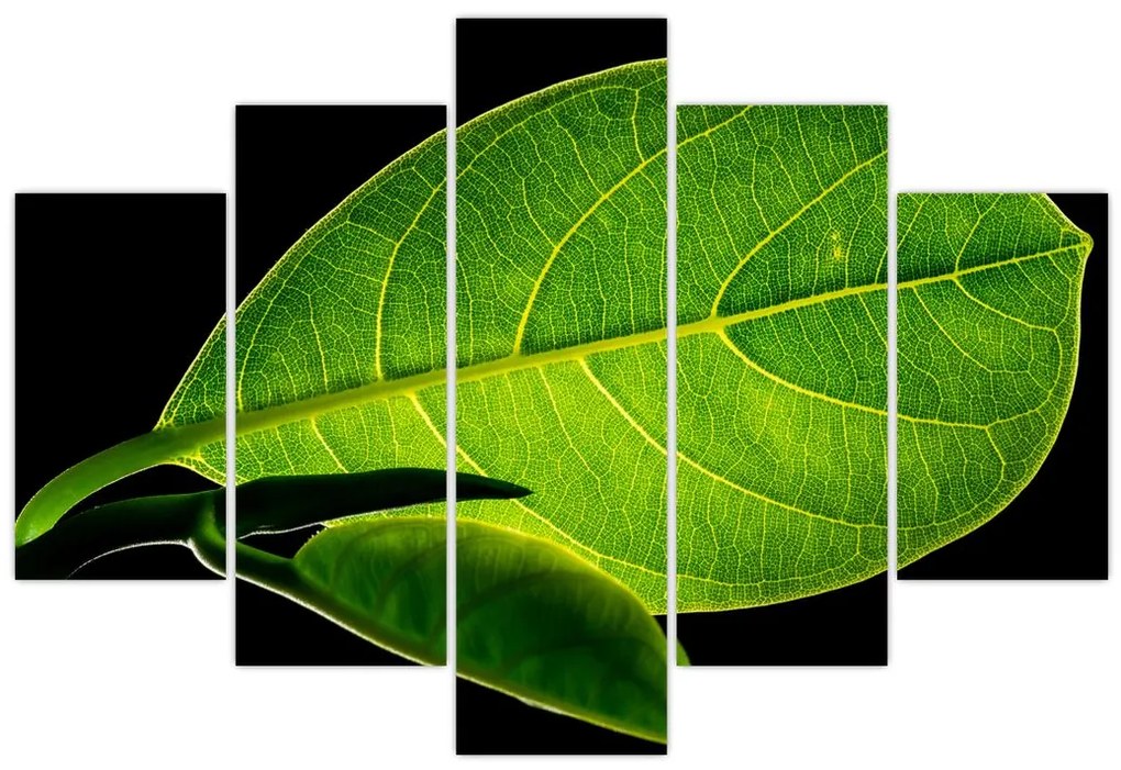 Tablou - frunză verde (150x105 cm)