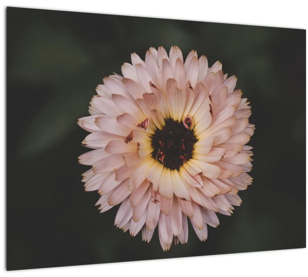 Tablou pe sticlă cu floare portocalie (70x50 cm)