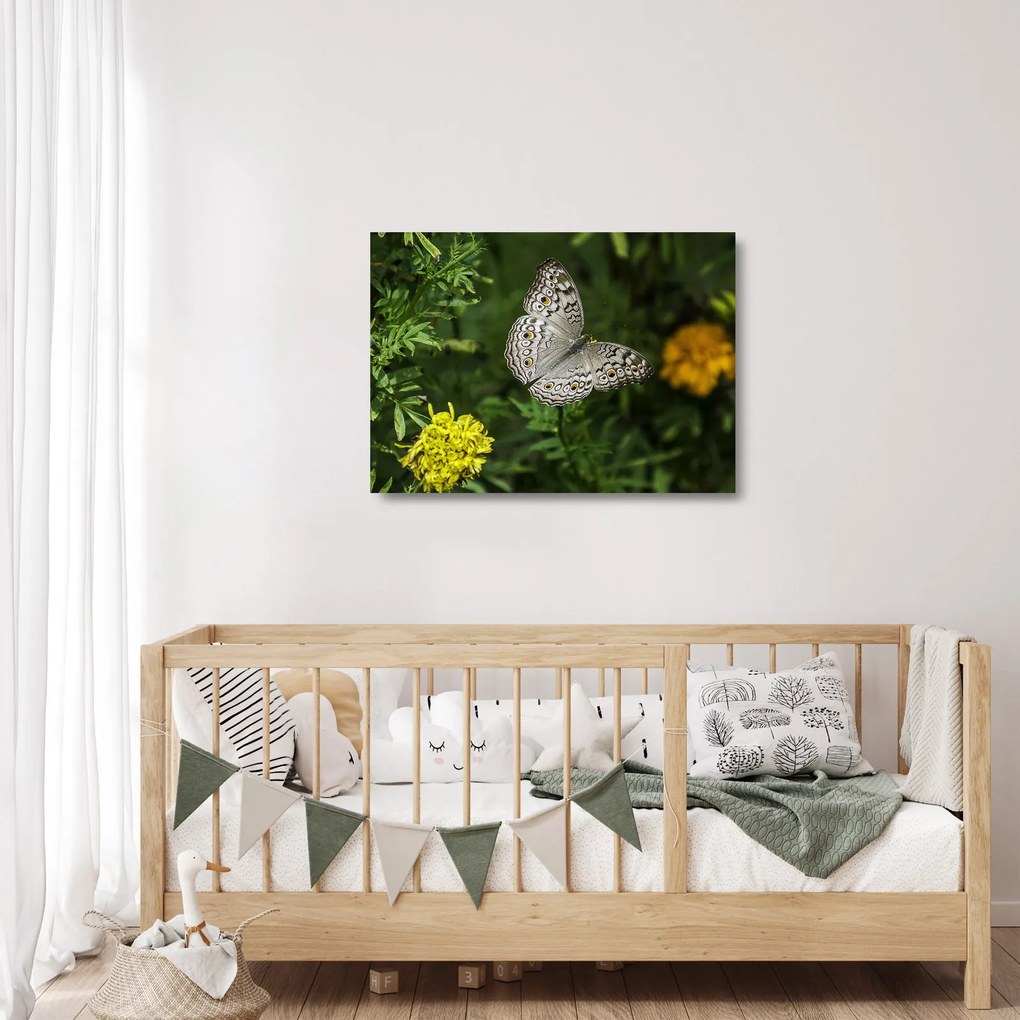 Tablou pe sticlă - fluture alb (70x50 cm)