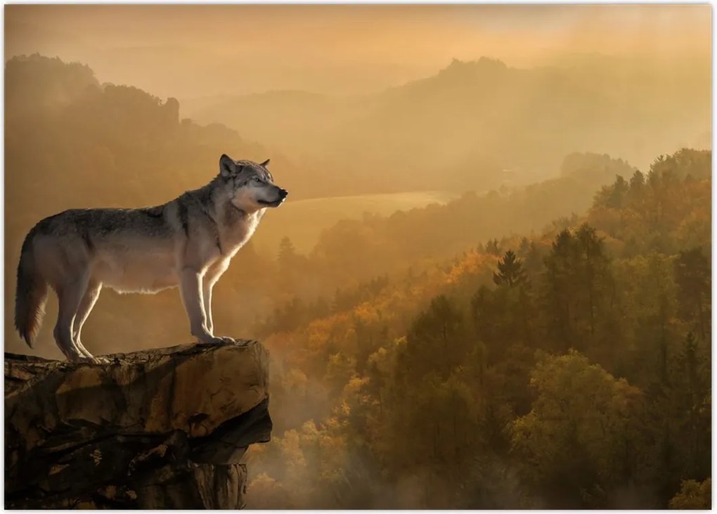 Tablou - Lup pe stăncă (70x50 cm)
