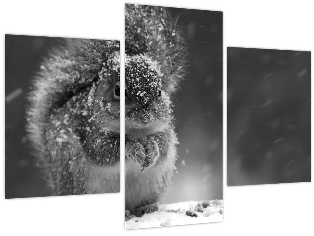 Tablou - Veveriță în timpul iernii (90x60 cm)