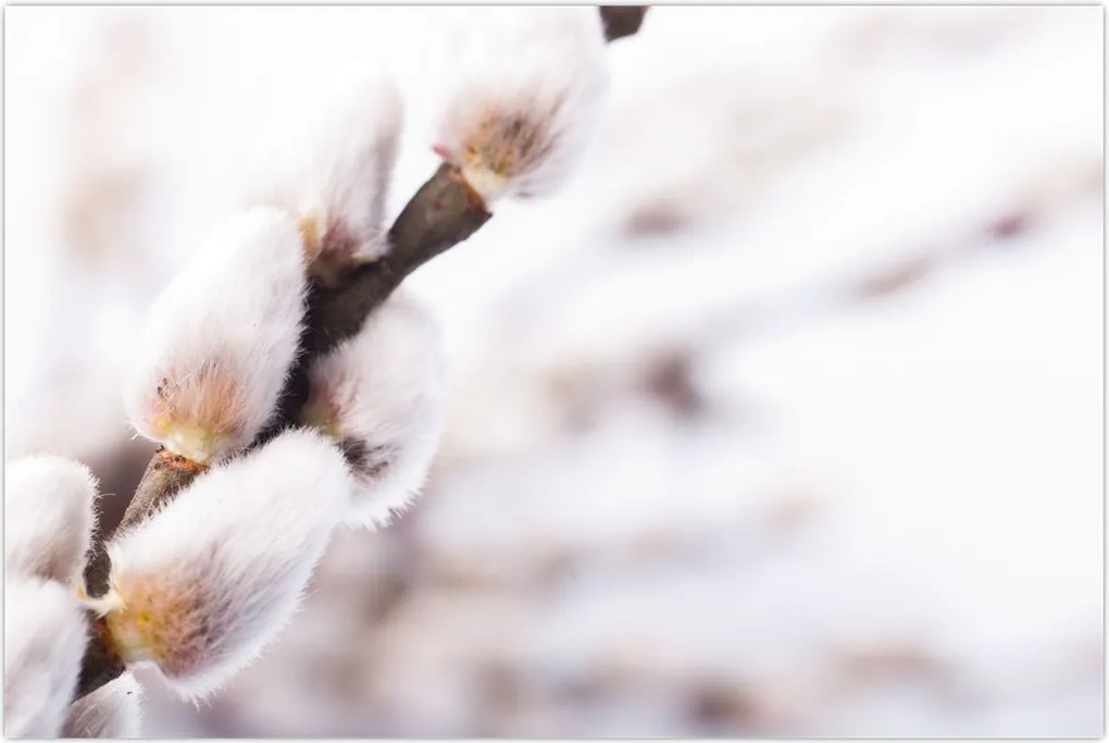 Tablou - Ramură (90x60 cm)